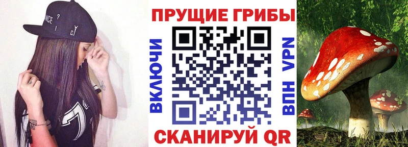Псилоцибиновые грибы Psilocybe  Горячий Ключ 